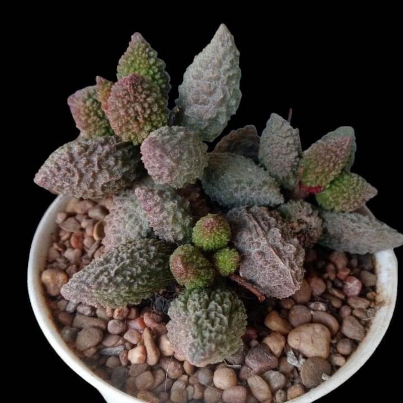 Photo of the plant species Adromischus Herrei by @AboundingBeans named Coco on Greg, the plant care app