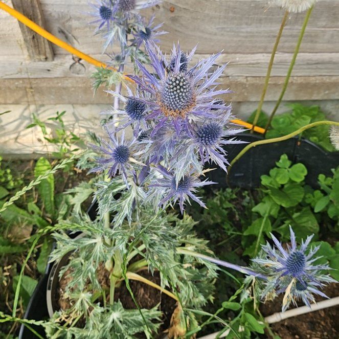 Photo of the plant species Mediterranean Sea Holly by @CozySansevieria named Sage on Greg, the plant care app