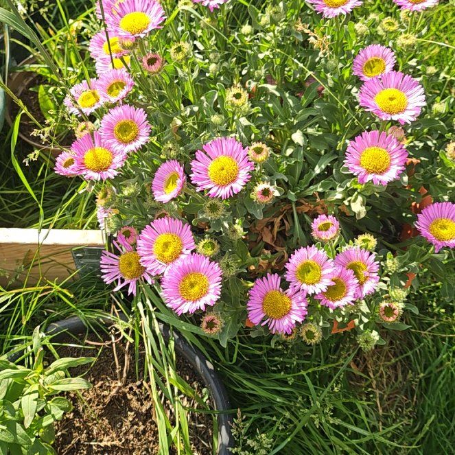 Photo of the plant species Seaside Daisy by @CozySansevieria named Sherlock on Greg, the plant care app