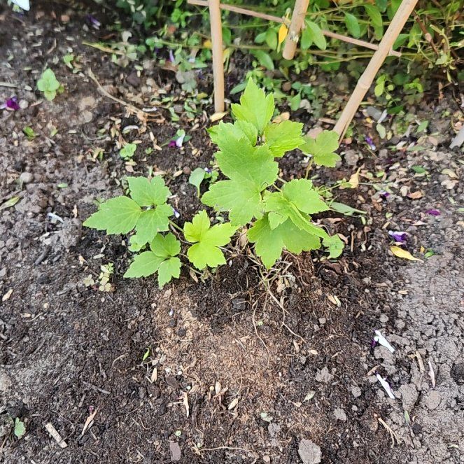 Photo of the plant species Lovage by @CozySansevieria named Marilyn on Greg, the plant care app
