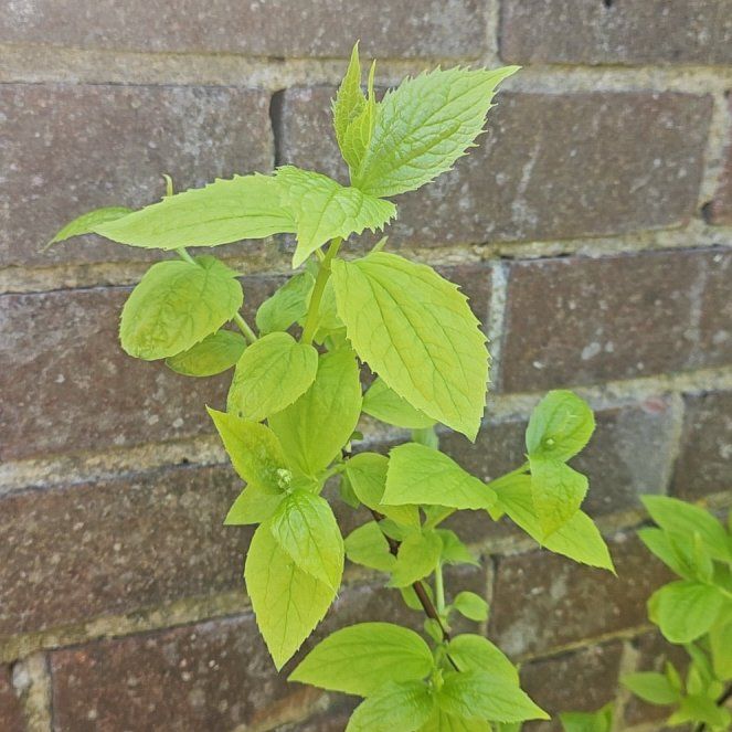 Photo of the plant species Hairy Galinsoga by @CozySansevieria named Willow on Greg, the plant care app