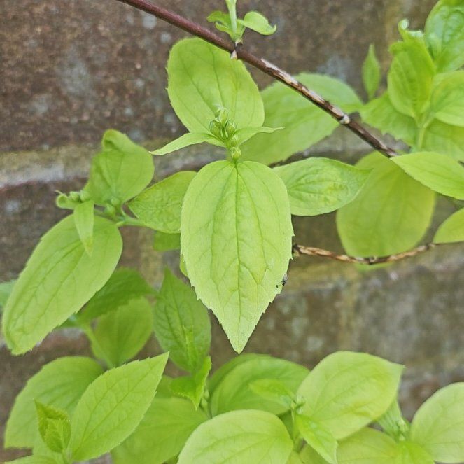 Photo of the plant species Sweet Mock Orange by @CozySansevieria named Athena on Greg, the plant care app