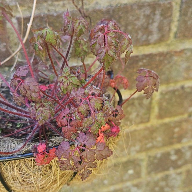 Photo of the plant species Robert Geranium by @CozySansevieria named Diana on Greg, the plant care app