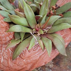 Crassula Orbicularis plant