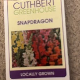 Photo of the plant species Island Snapdragon Firecracker by @GemCorncleavers named Remington on Greg, the plant care app