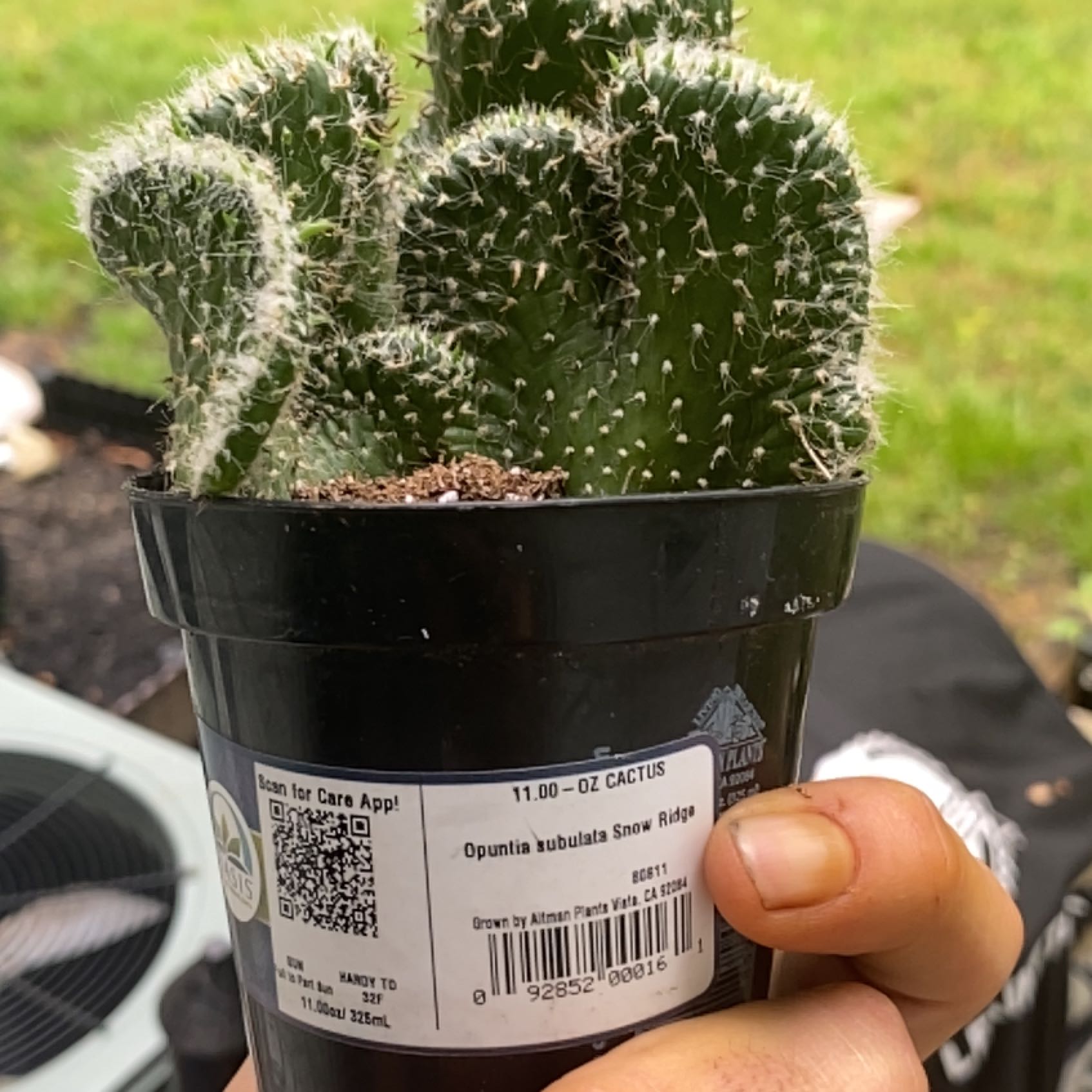 Photo of the plant species Austrocylindropuntia subulata f. cristata 'Snow Ridge' by @PetiteSandleek named Luna on Greg, the plant care app