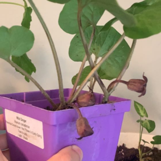 Photo of the plant species Wild Ginger by @QueenBanana named Darwin on Greg, the plant care app