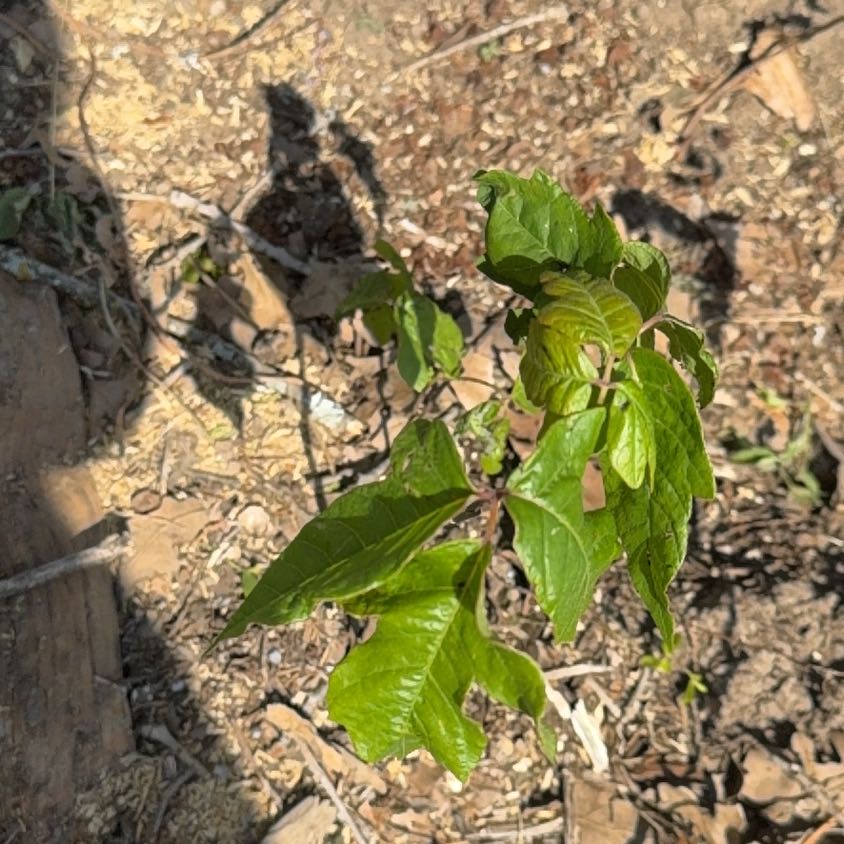 Photo of the plant species Western Poison-Oak by @FairBlackpine named Fernie Mercury on Greg, the plant care app