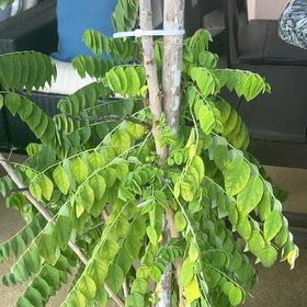 Photo of the plant species Gooseberry by @VipBonsaimint named Fernie Saunders on Greg, the plant care app