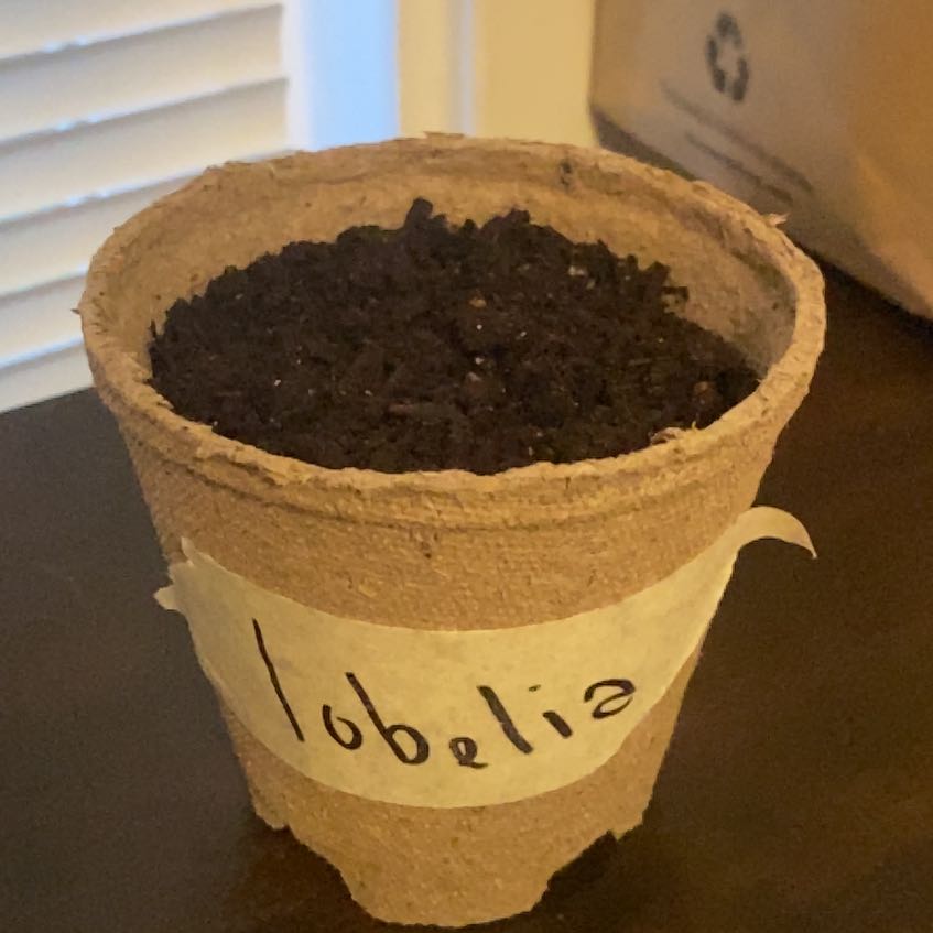 Photo of the plant species Lawn Lobelia by @FitSmoothsumac named Darwin on Greg, the plant care app