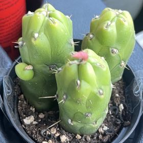 Photo of the plant species Opuntia Gumby by @KeyMarshviolet named Ronny Lonny and Frank on Greg, the plant care app