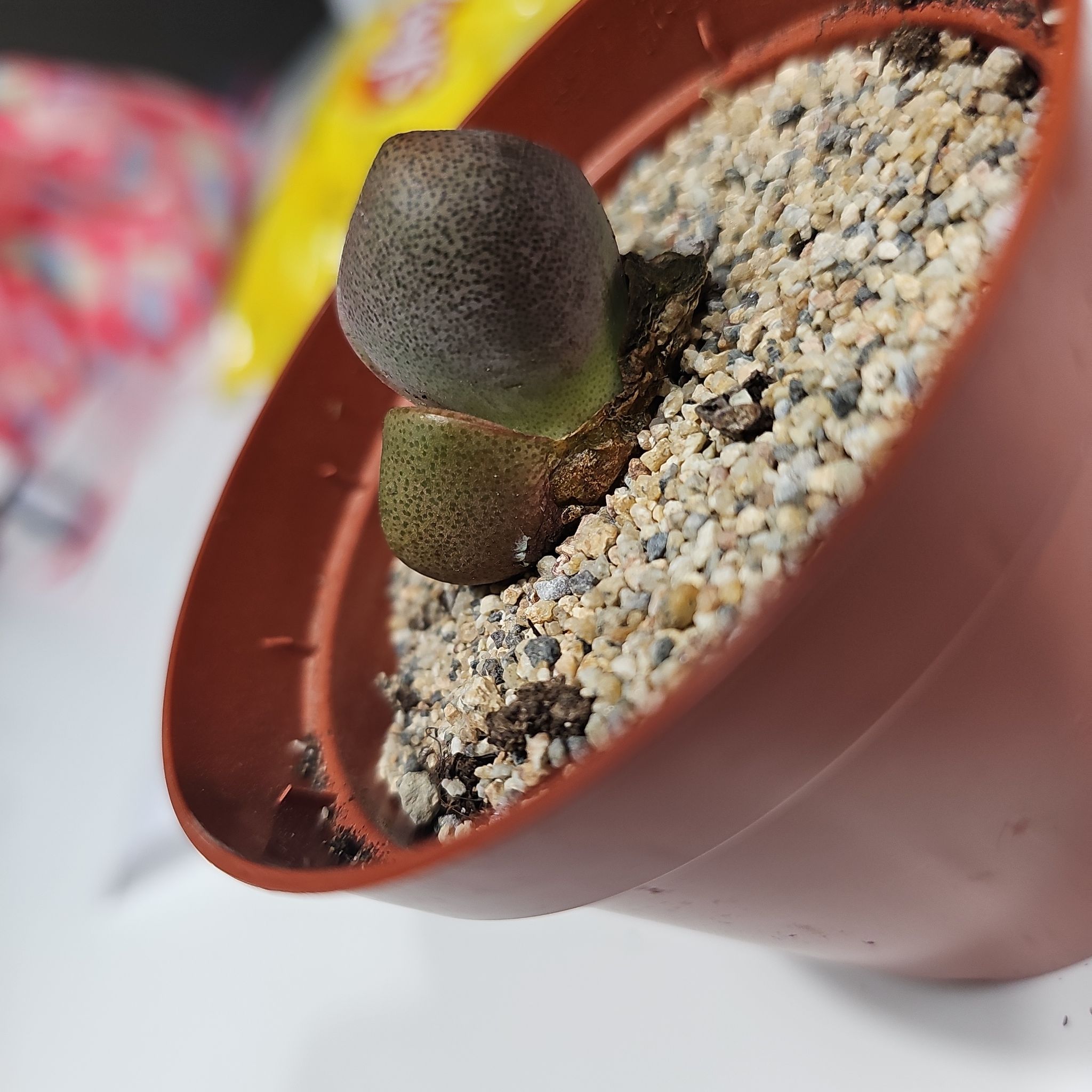 Pleiospilos Nelii Royal Flush