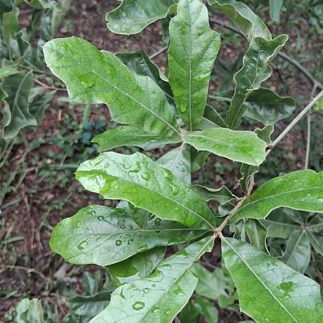 Photo of the plant species Water Oak by @YeahTallboronia named Nithin on Greg, the plant care app