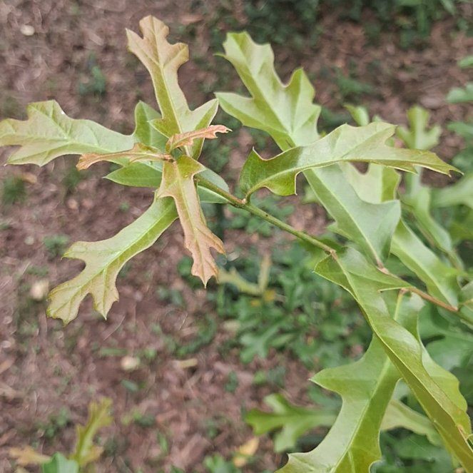 Photo of the plant species Water Oak by @YeahTallboronia named Nemo on Greg, the plant care app