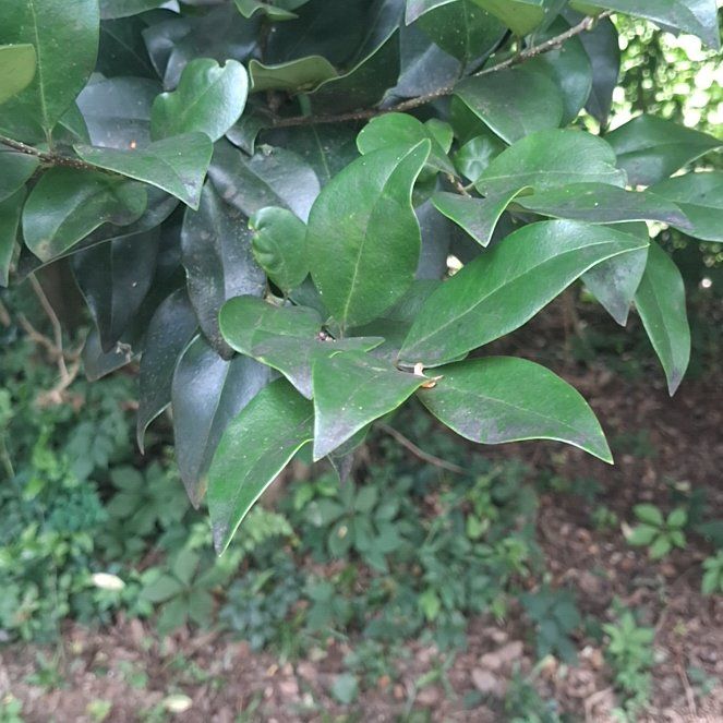 Photo of the plant species Waxleaf Privet by @YeahTallboronia named Fernie Saunders on Greg, the plant care app