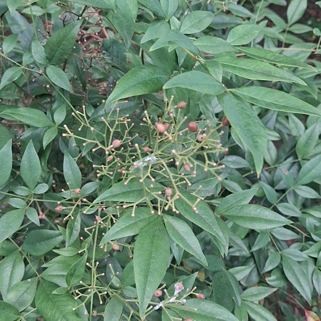 Photo of the plant species Sacred Bamboo by @YeahTallboronia named Denali on Greg, the plant care app