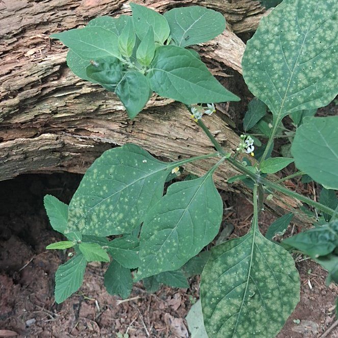 Photo of the plant species Black Nightshade by @YeahTallboronia named Naomi on Greg, the plant care app