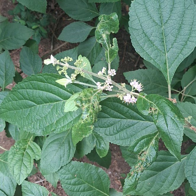 Photo of the plant species Beautyberry by @YeahTallboronia named Spike Leaves on Greg, the plant care app