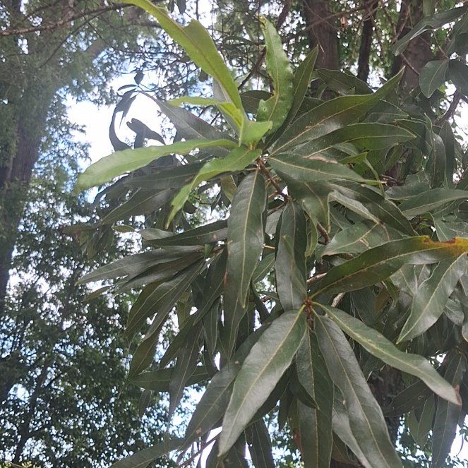 Photo of the plant species Willow Oak by @YeahTallboronia named Walt on Greg, the plant care app