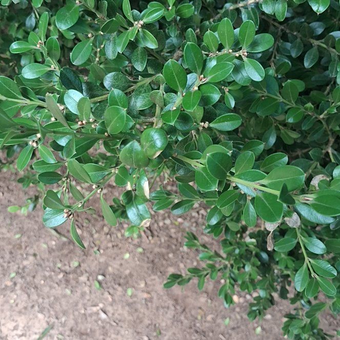 Photo of the plant species Sky Pencil Holly by @YeahTallboronia named Sherlock on Greg, the plant care app