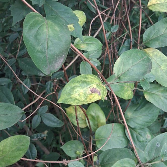 Photo of the plant species Lonicera Japonica by @YeahTallboronia named Rainier on Greg, the plant care app