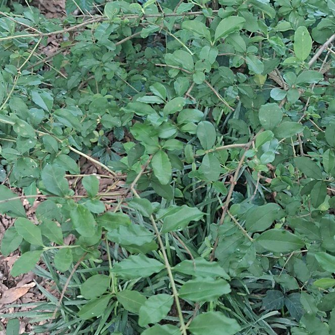 Photo of the plant species Chinese Privet by @YeahTallboronia named Khaleesi on Greg, the plant care app