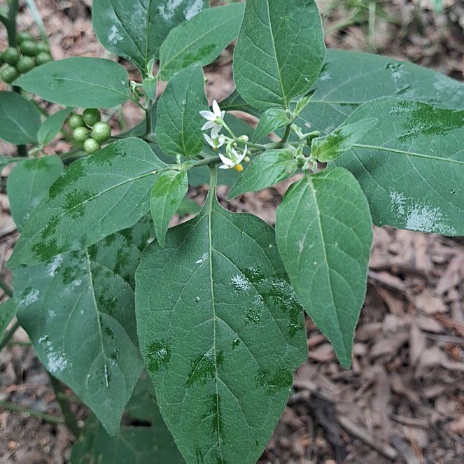 Photo of the plant species American Black Nightshade by @YeahTallboronia named Planty on Greg, the plant care app