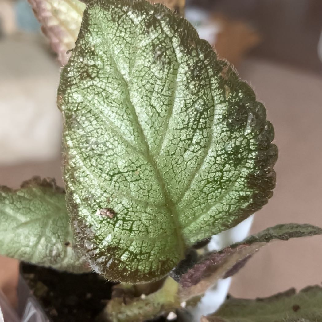 Photo of the plant species Acajou by @BusyTurkeyoak named Khaleesi on Greg, the plant care app