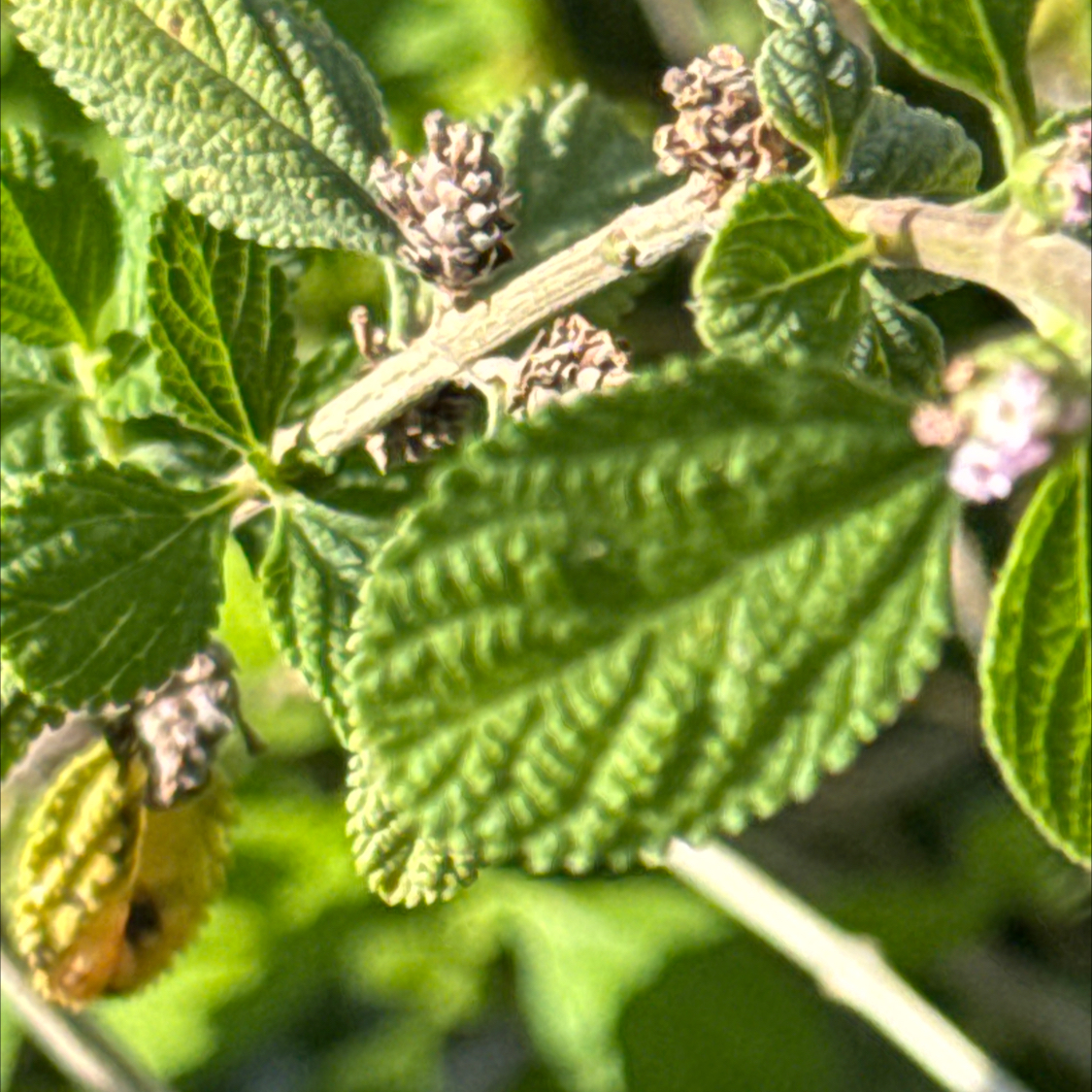 Photo of the plant species Lippia origanoides by @SavvyBroom named Forrest on Greg, the plant care app