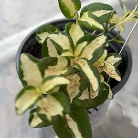 Photo of the plant species Wojo's Jem by @CrispPanamatree named Kylie on Greg, the plant care app