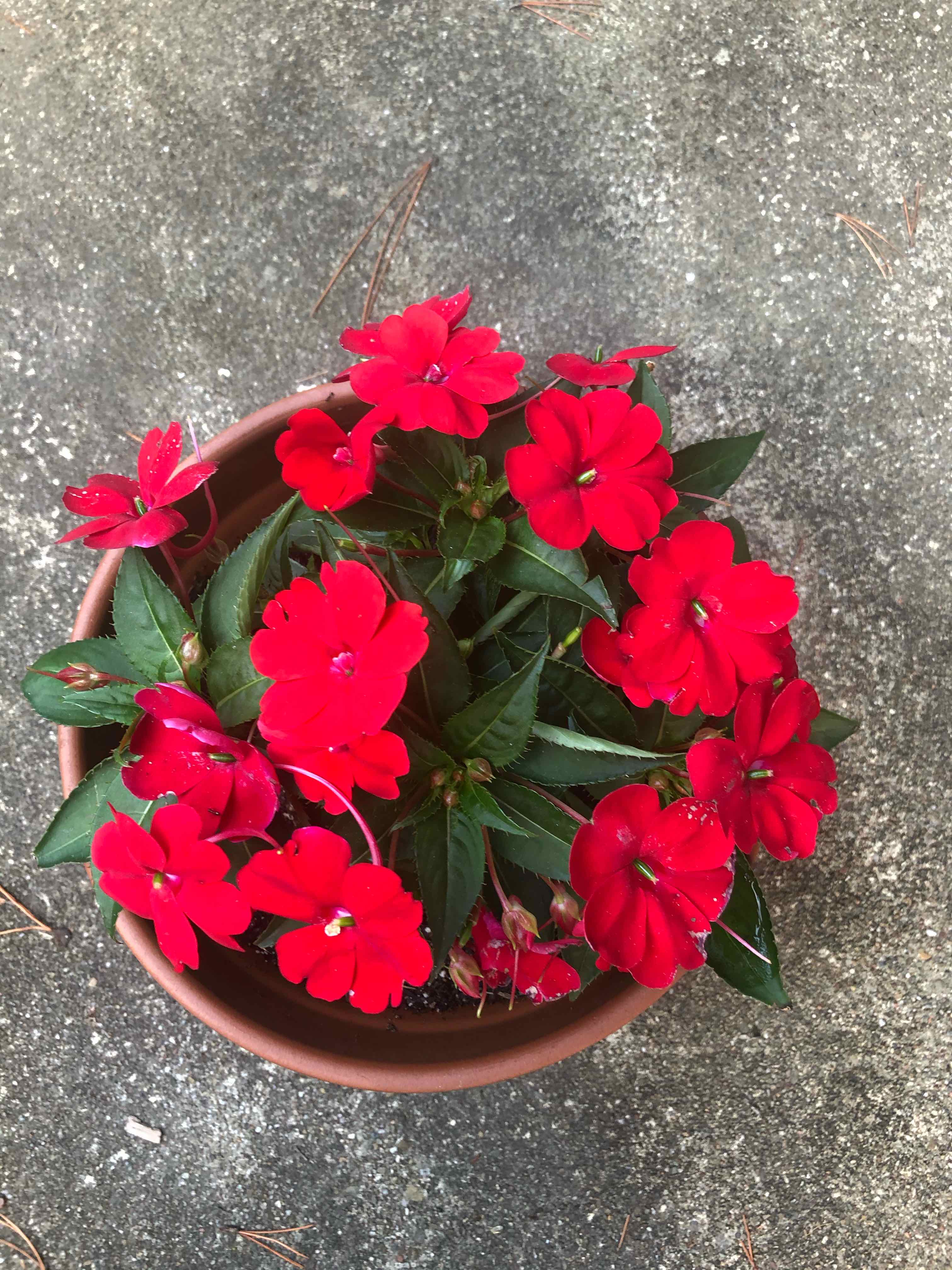 Potted Buzzy Lizzy plant with vibrant red flowers in full bloom.