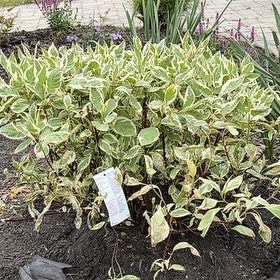 Photo of the plant species Ivory Halo Dogwood by @KnightSpiderman named Einstein on Greg, the plant care app