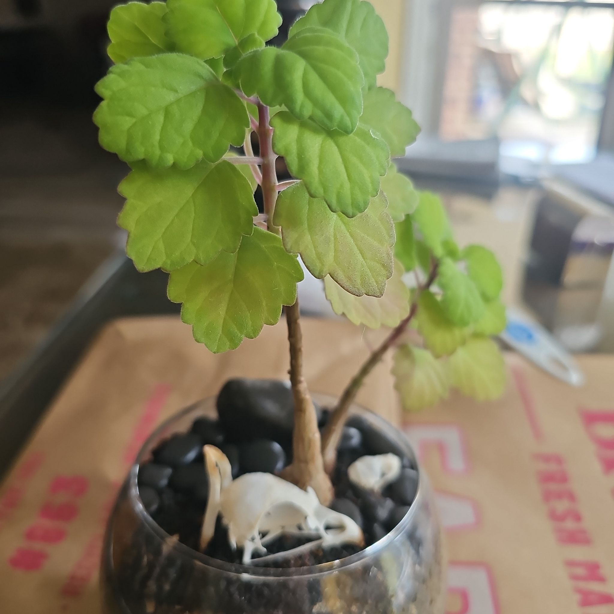 Photo of the plant species Bonsai Mint by @YesInlandsedge named Jim on Greg, the plant care app