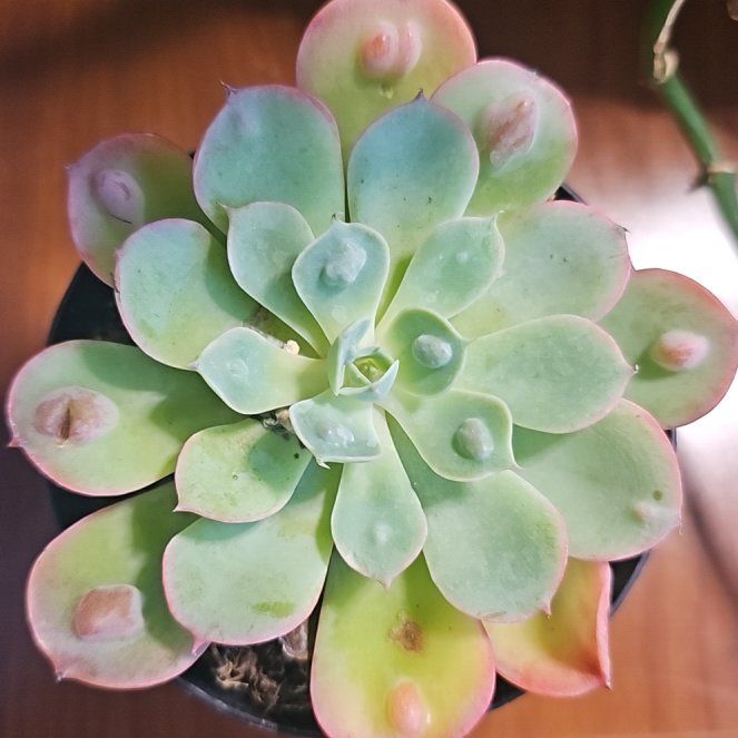 Photo of the plant species Raindrops Echeveria by @YesInlandsedge named Cleopatra on Greg, the plant care app