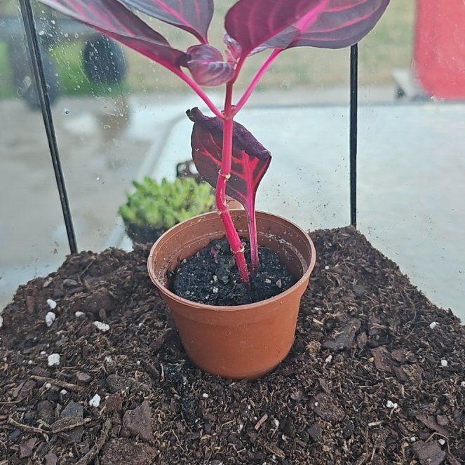 Photo of the plant species Bloodleaf by @YesInlandsedge named Queen on Greg, the plant care app