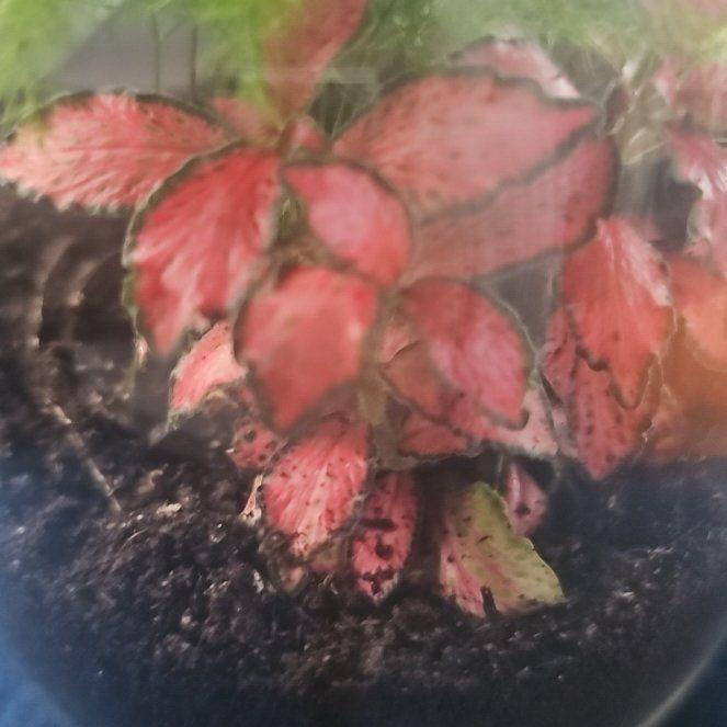 Photo of the plant species Nerve Plant by @YesInlandsedge named Bodhi on Greg, the plant care app