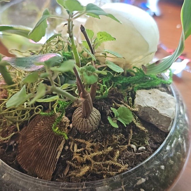Photo of the plant species Bonsai Mint by @YesInlandsedge named Earl on Greg, the plant care app