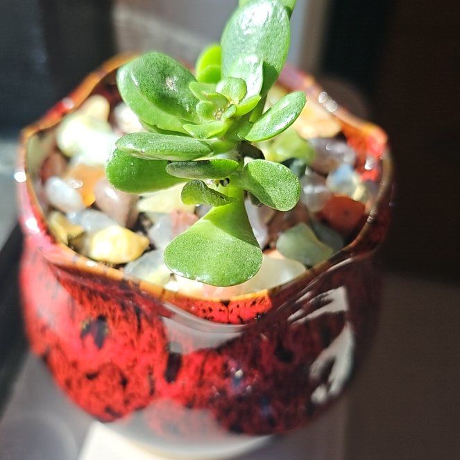 Photo of the plant species Jade Plant by @YesInlandsedge named Oscar on Greg, the plant care app