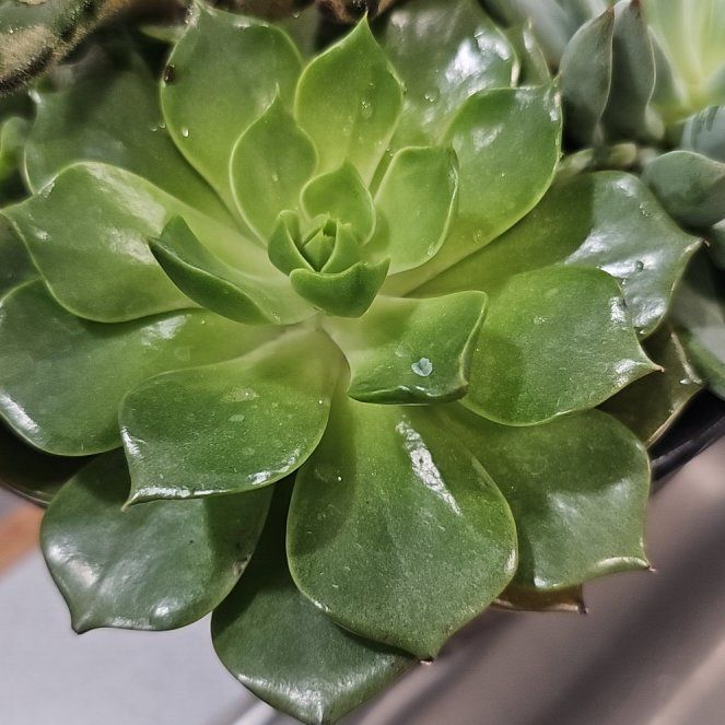 Photo of the plant species Echeveria 'Rosetta Serra' by @YesInlandsedge named Diana on Greg, the plant care app