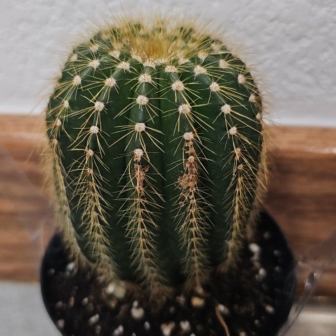 Photo of the plant species Notocactus warasii by @YesInlandsedge named ChloroPhil on Greg, the plant care app