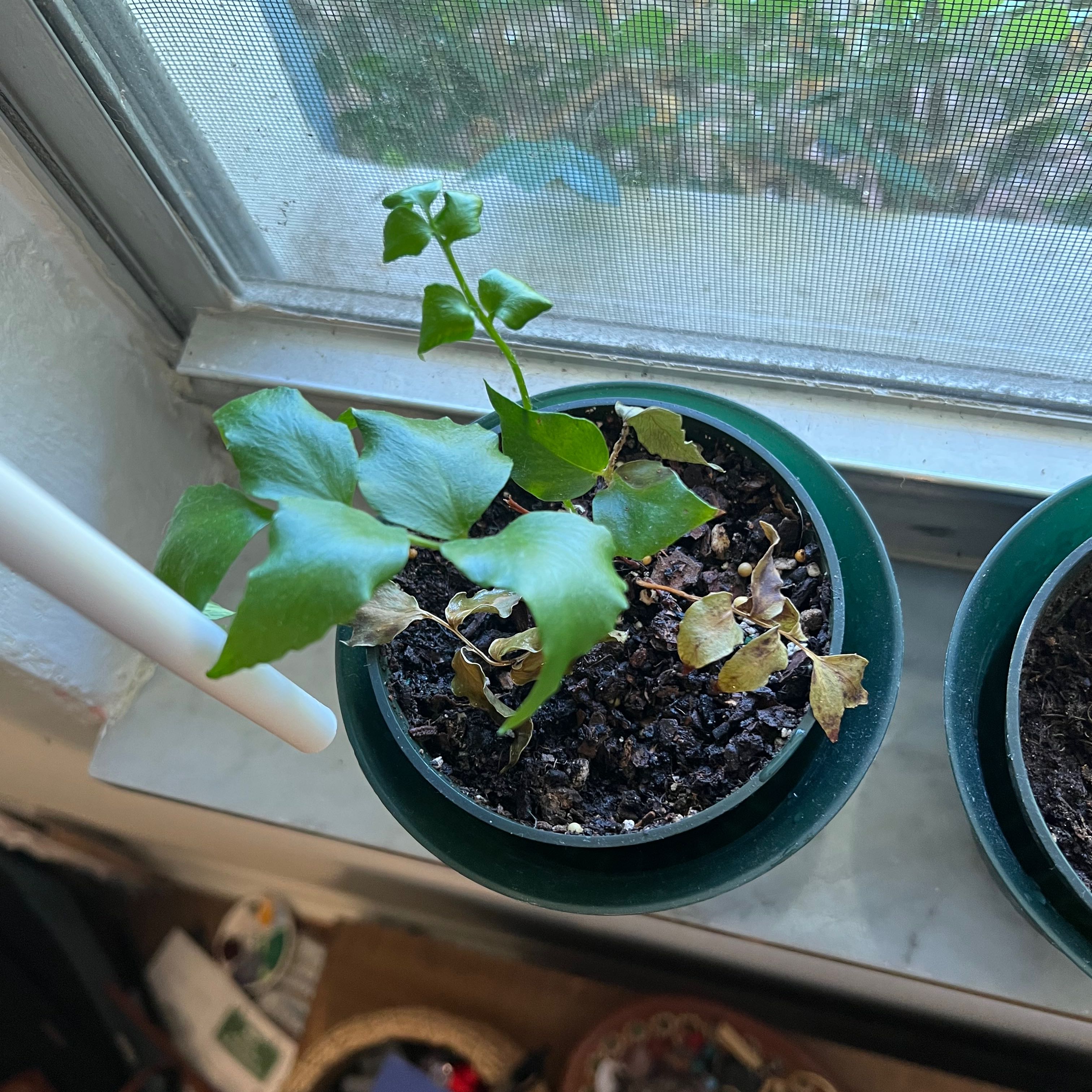House Holly-Fern in a pot with some browning leaves, placed on a windowsill.