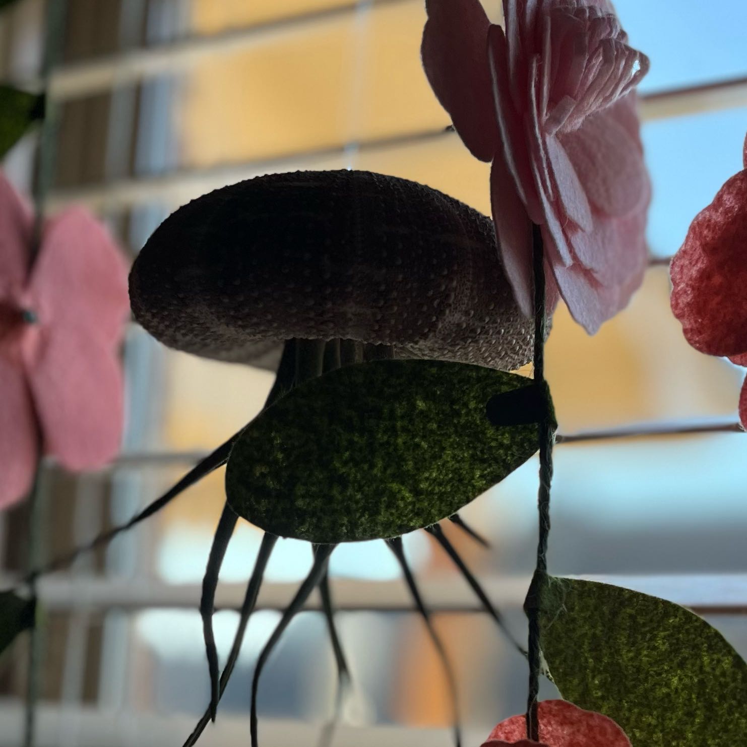Photo of the plant species Air Plant by @RichVoodoolily named Octavos on Greg, the plant care app