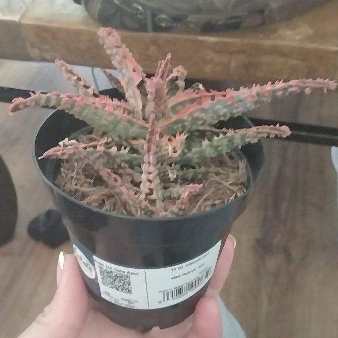Plant care for Aloe Firebird on Greg, the plant care app