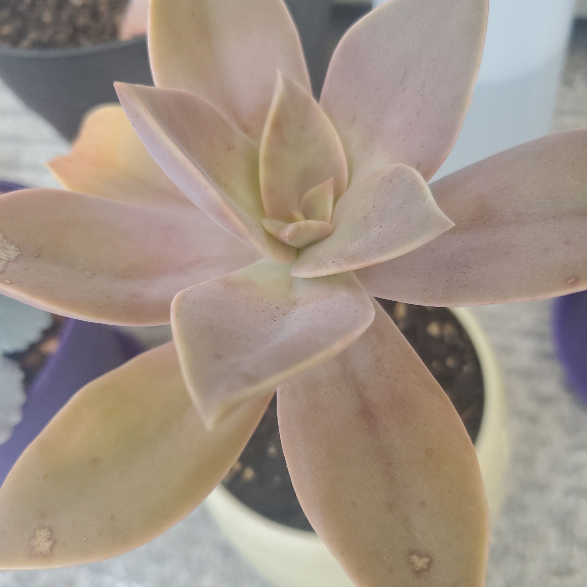 Graptoveria 'Fred Ives' succulent with yellowing and browning leaves in a pot.