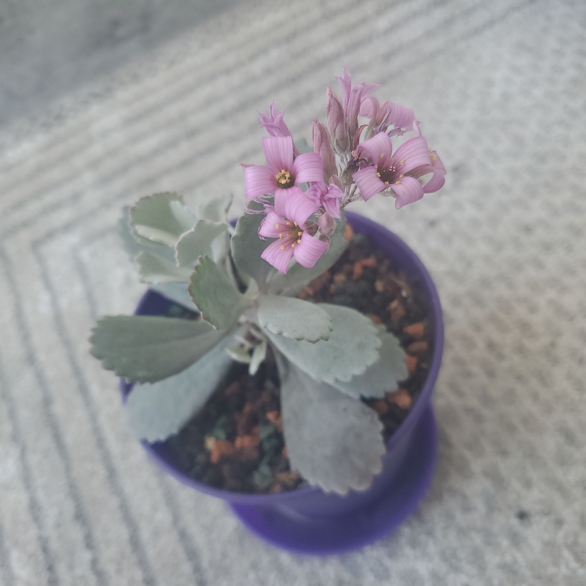 Photo of the plant species Flower Dust Plant by @GnarlyPinusmugo named Ixi on Greg, the plant care app