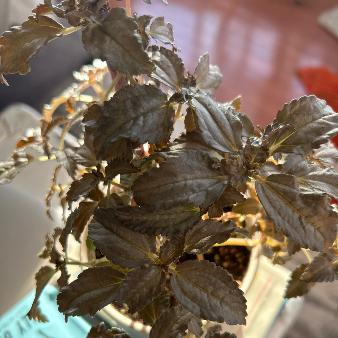 Photo of the plant species Silver Plated Pilea by @PredominantPuka named Osmo on Greg, the plant care app