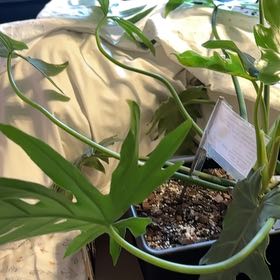 Photo of the plant species Philadendron Radiatum by @LovelyCosmobaby named Eva on Greg, the plant care app