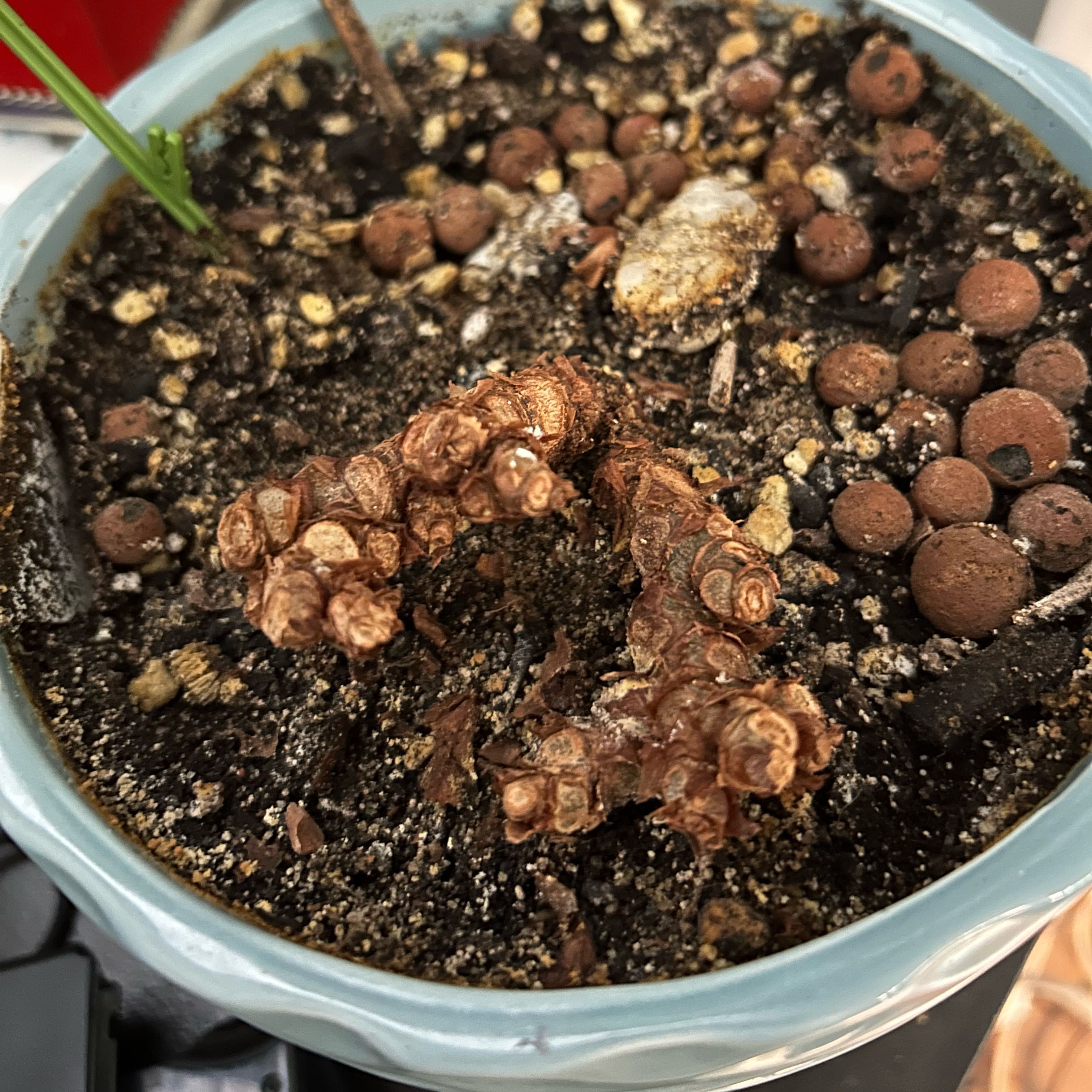 Photo of the plant species Rex Begonia Jurassic Dino by @WhichPlantCan named Shakira on Greg, the plant care app