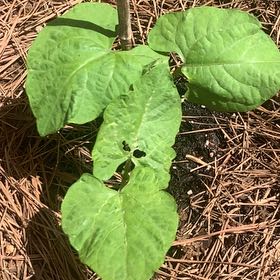 Photo of the plant species Violet Bloom by @AlertSoftbrome named Terra on Greg, the plant care app