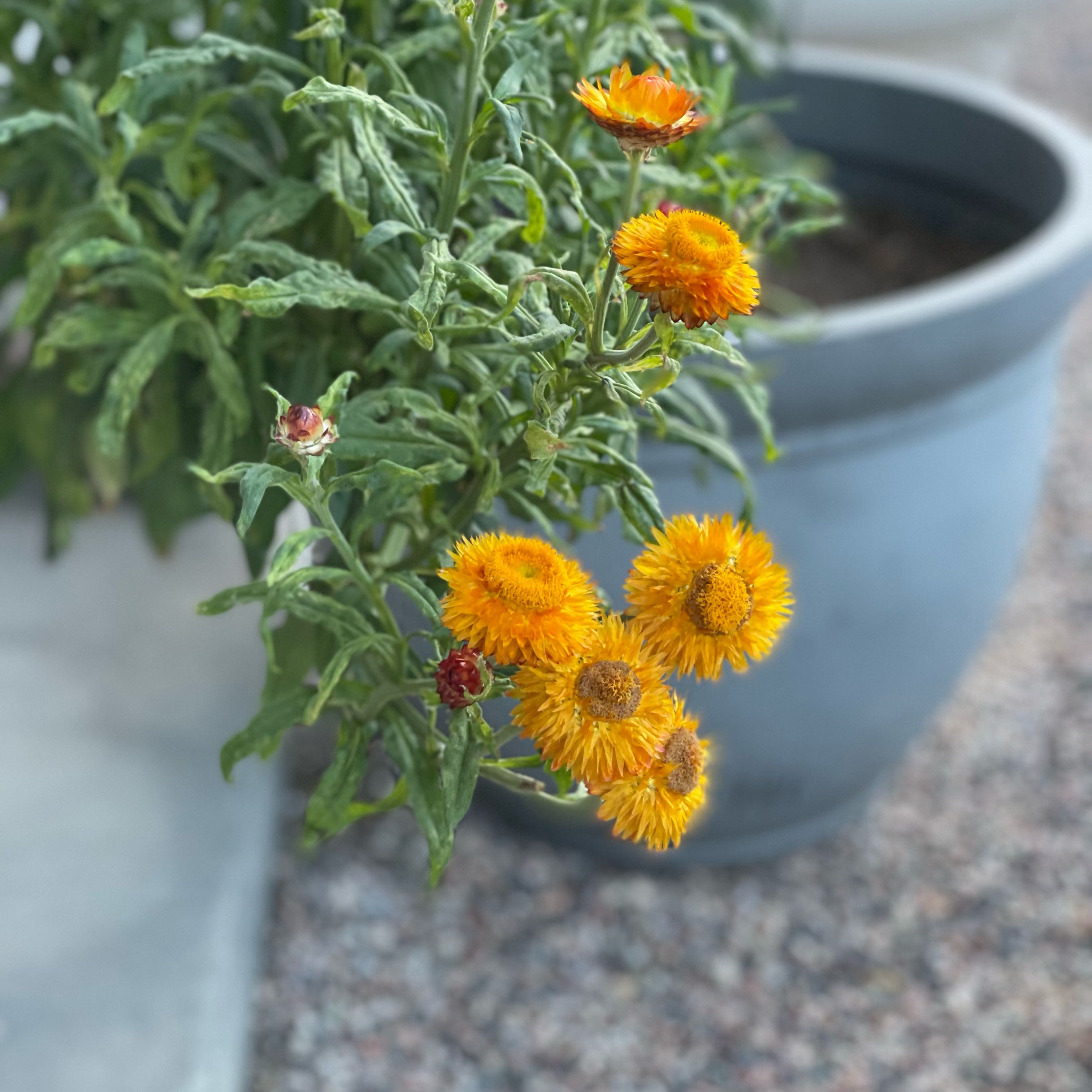 Strawflower plant with vibrant orange flowers in a pot, slightly wilted leaves.